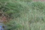 Heath sedge